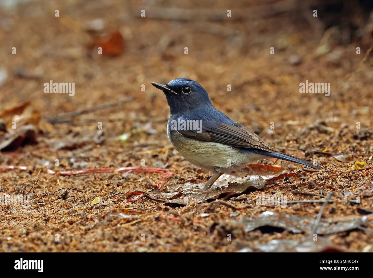 Hainan Blue-flycatcher (Cyornis hainanus hainanus) mâle immature sur le sol forestier Cat Tien, Vietnam. Décembre Banque D'Images