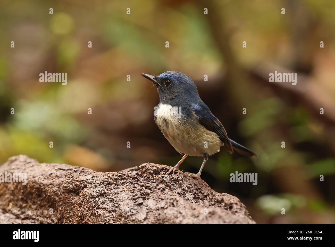 Hainan Blue-flycatcher (Cyornis hainanus hainanus) mâle immature debout sur le Ten de bois de chat pourri, Vietnam. Décembre Banque D'Images