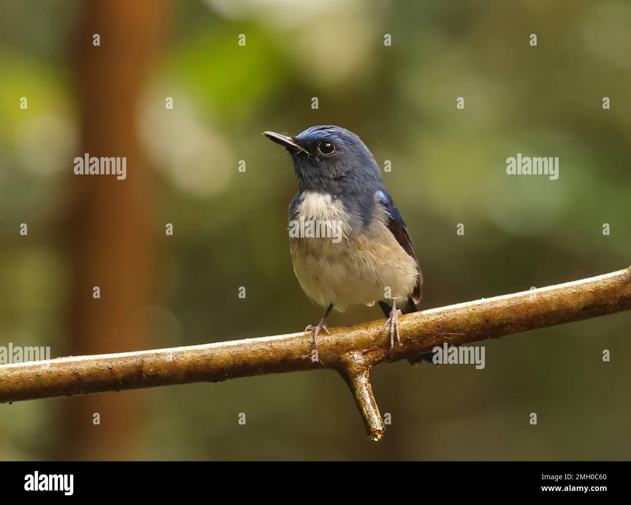Hainan Blue-flycatcher (Cyornis hainanus hainanus) mâle immature perchée sur la branche de Tien de chat, Vietnam. Décembre Banque D'Images