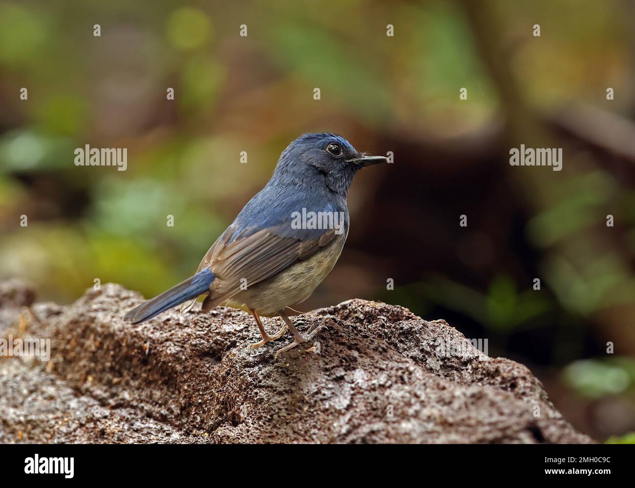 Hainan Blue-flycatcher (Cyornis hainanus hainanus) mâle immature debout sur le Ten de bois de chat pourri, Vietnam. Décembre Banque D'Images