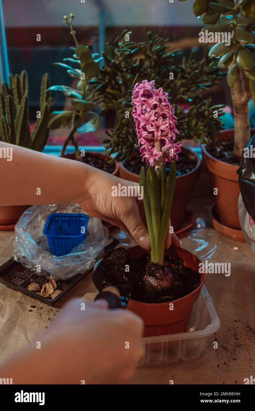 La transplantation d'un cyclamen de printemps rose en fleurs en terre fraîche dans un pot d'argile à la maison Banque D'Images