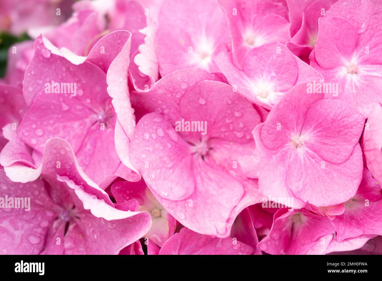 Inflorescence rose et lilas hortensia en arrière-plan des gouttes de pluie Banque D'Images