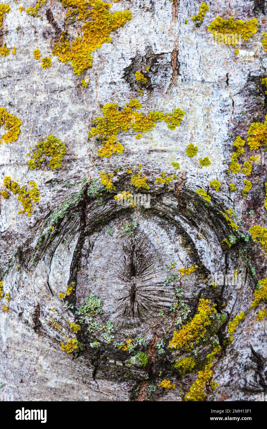 Fissure écarlate sur un tronc d'arbre blanc avec lichen Banque D'Images