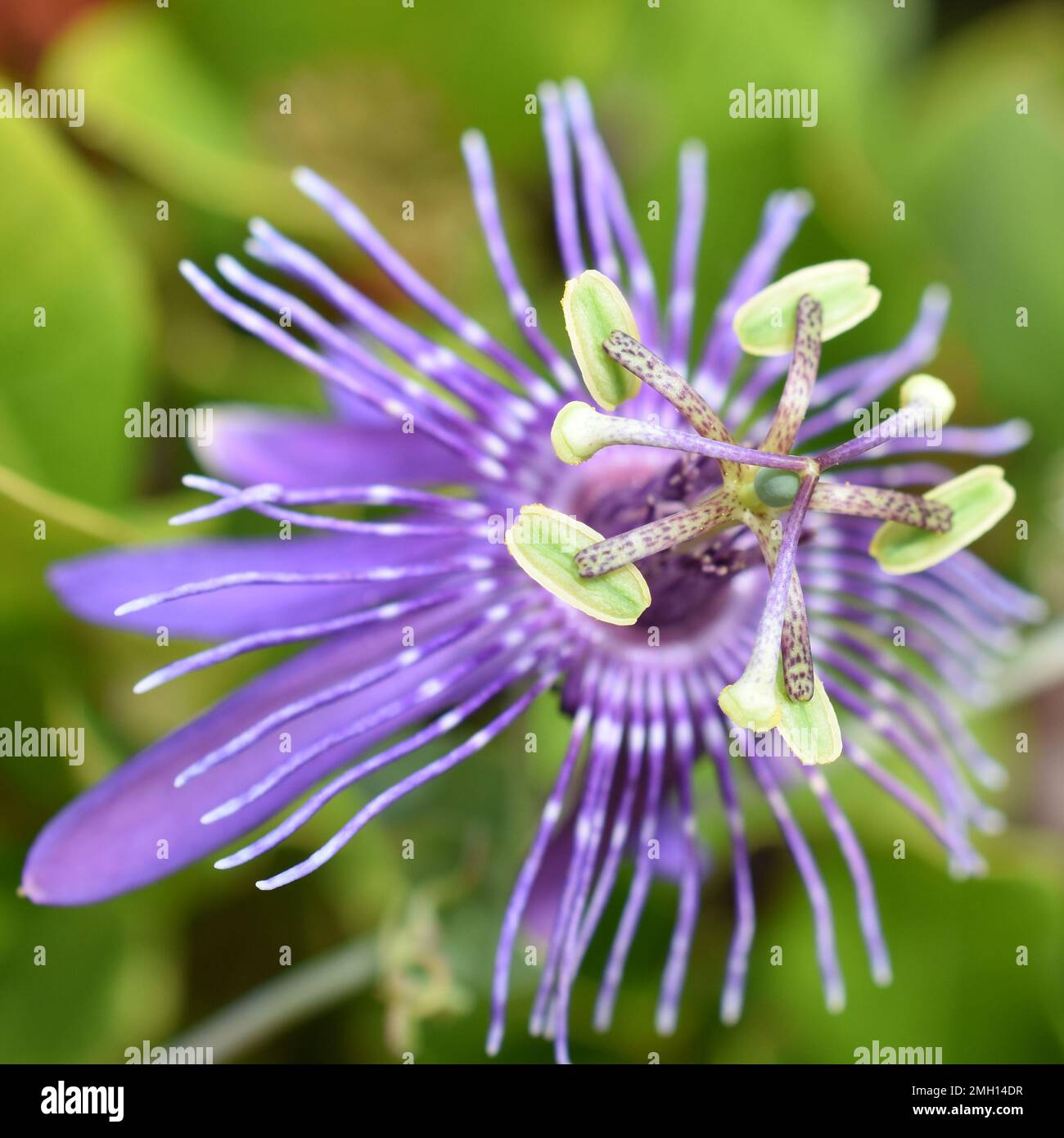 Gros plan sur une seule fleur de passionnée violette Banque D'Images