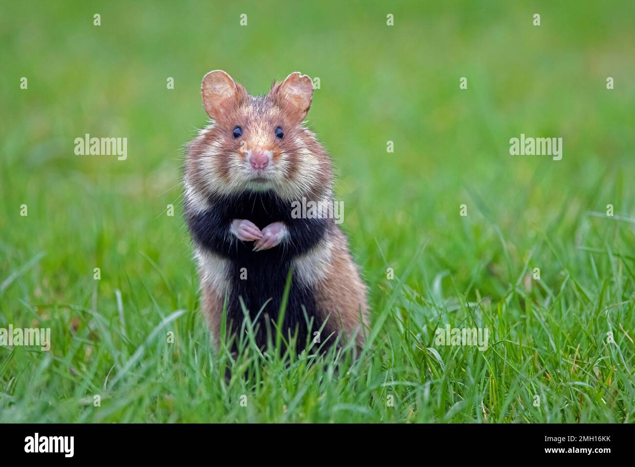 Hamster européen / hamster eurasien / hamster à ventre noir / hamster commun (Cricetus cricetus) fourragère dans les prairies au printemps Banque D'Images