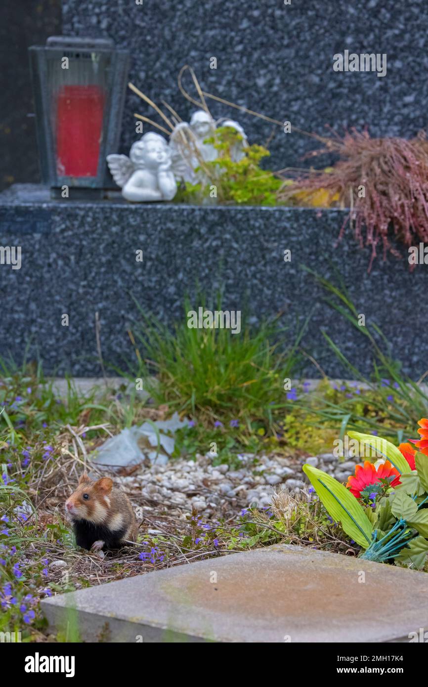 Hamster européen / hamster eurasien / hamster commun à ventre noir (Cricetus cricetus) fourrant parmi les tombes au cimetière central de Vienne, Autriche Banque D'Images