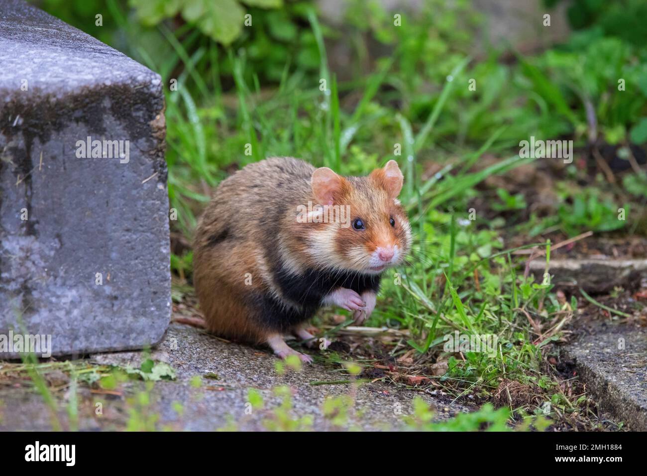Hamster européen / hamster eurasien / hamster commun à ventre noir (Cricetus cricetus) fourrant parmi les tombes au cimetière central de Vienne, Autriche Banque D'Images