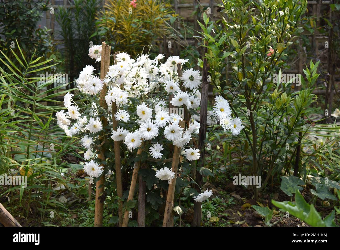 Chrysanthème également connu sous le nom de Chandramallika Banque D'Images