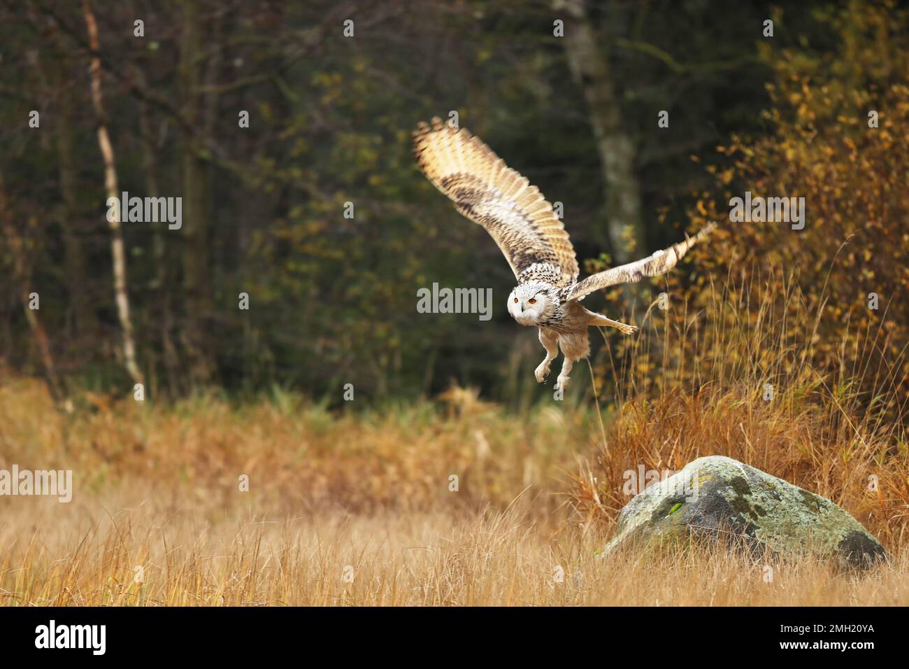 Grand hibou de l'aigle de Sibérie orientale, Bubo bubo sibiricus, volant à travers le paysage d'automne Banque D'Images