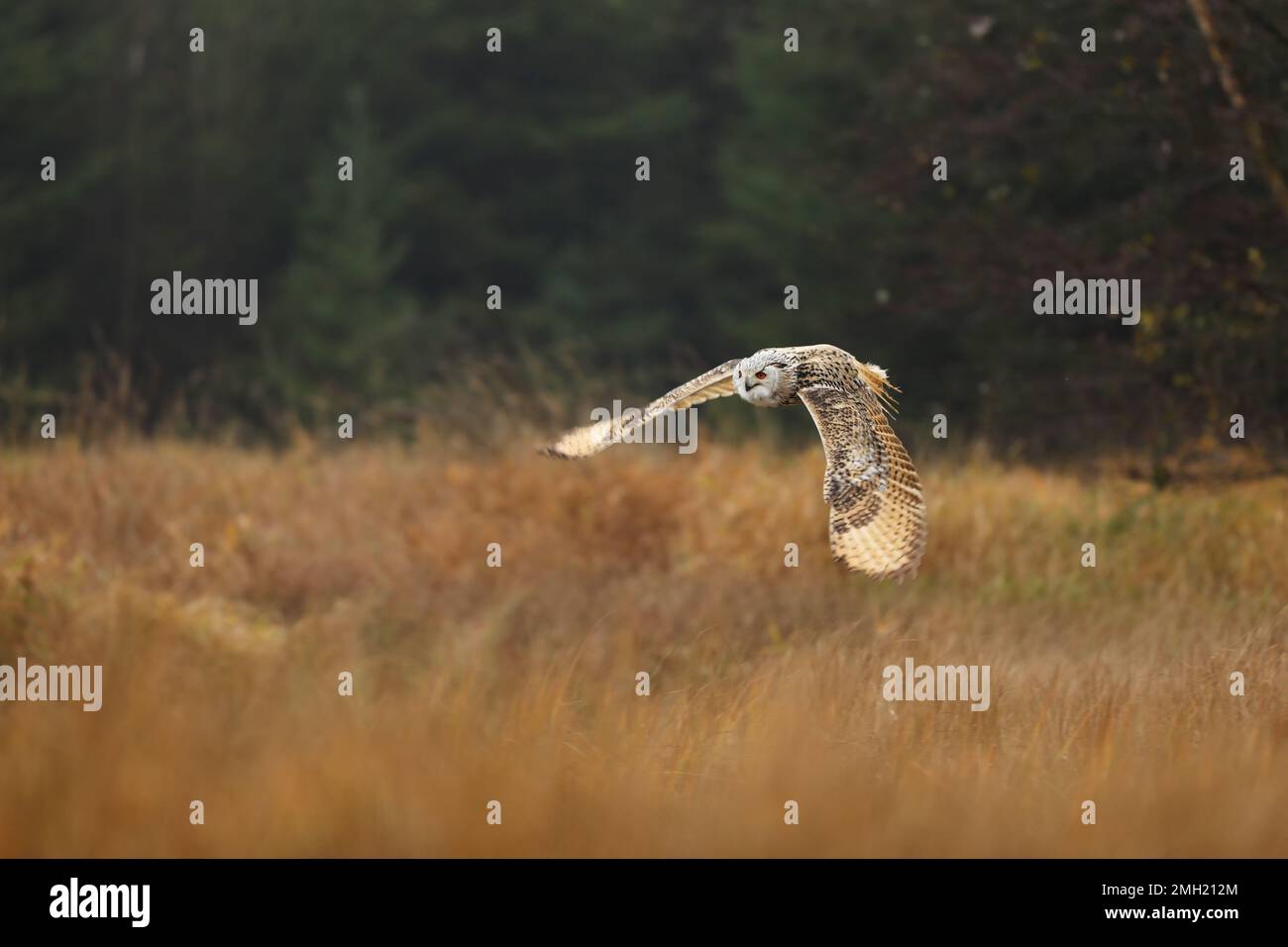 Grand hibou de l'aigle de Sibérie orientale, Bubo bubo sibiricus, volant à travers l'herbe d'automne Banque D'Images