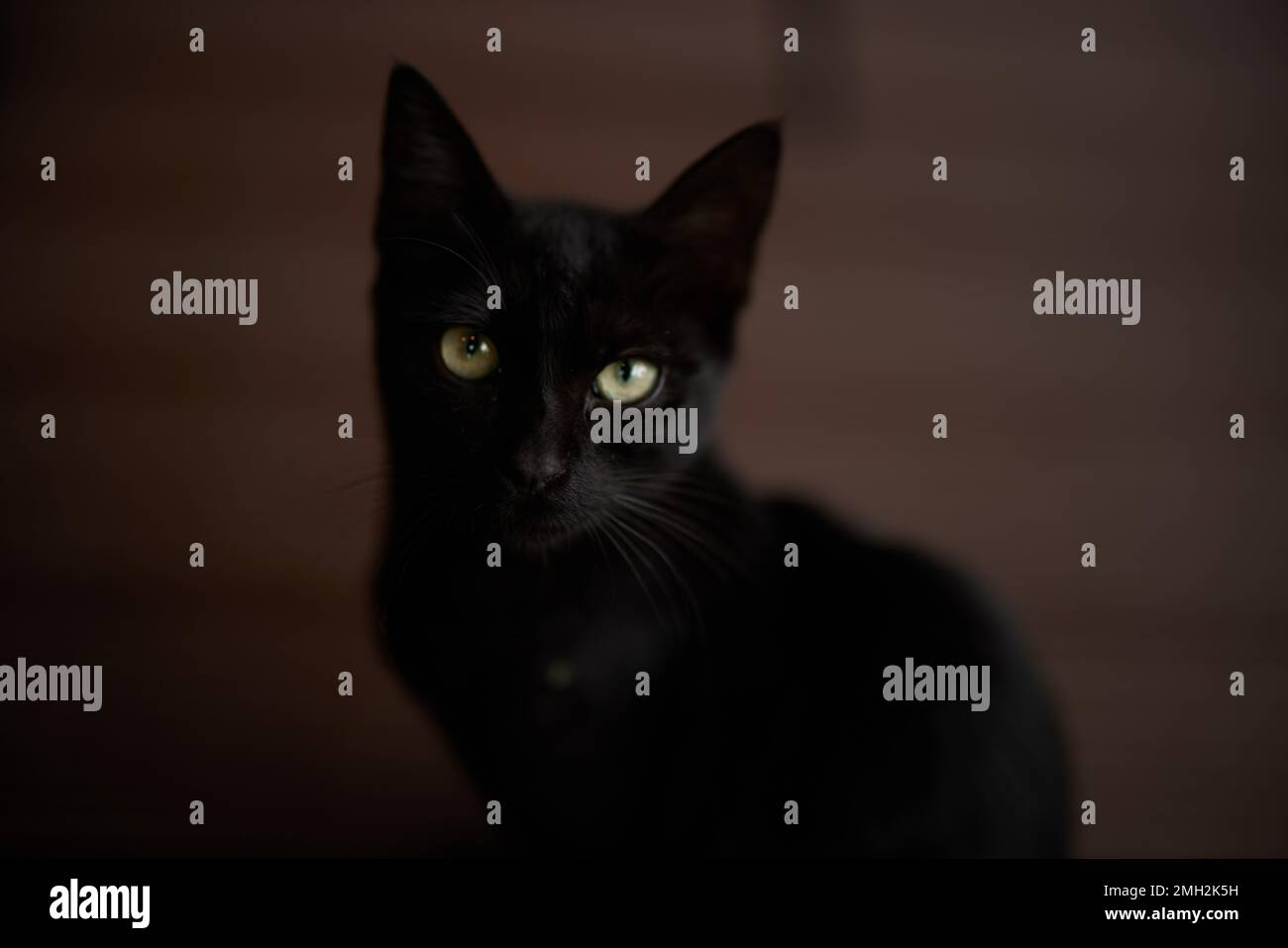 Le chat noir se rapproche de l'appareil photo à la maison, contre le sol Banque D'Images