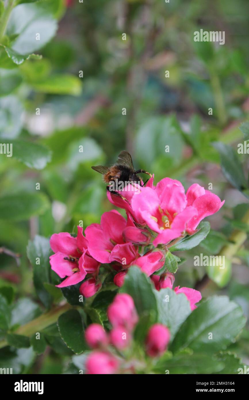 Bumble Bees pollinisant des fleurs dans un jardin britannique, pollinisation des insectes en été, Royaume-Uni Banque D'Images