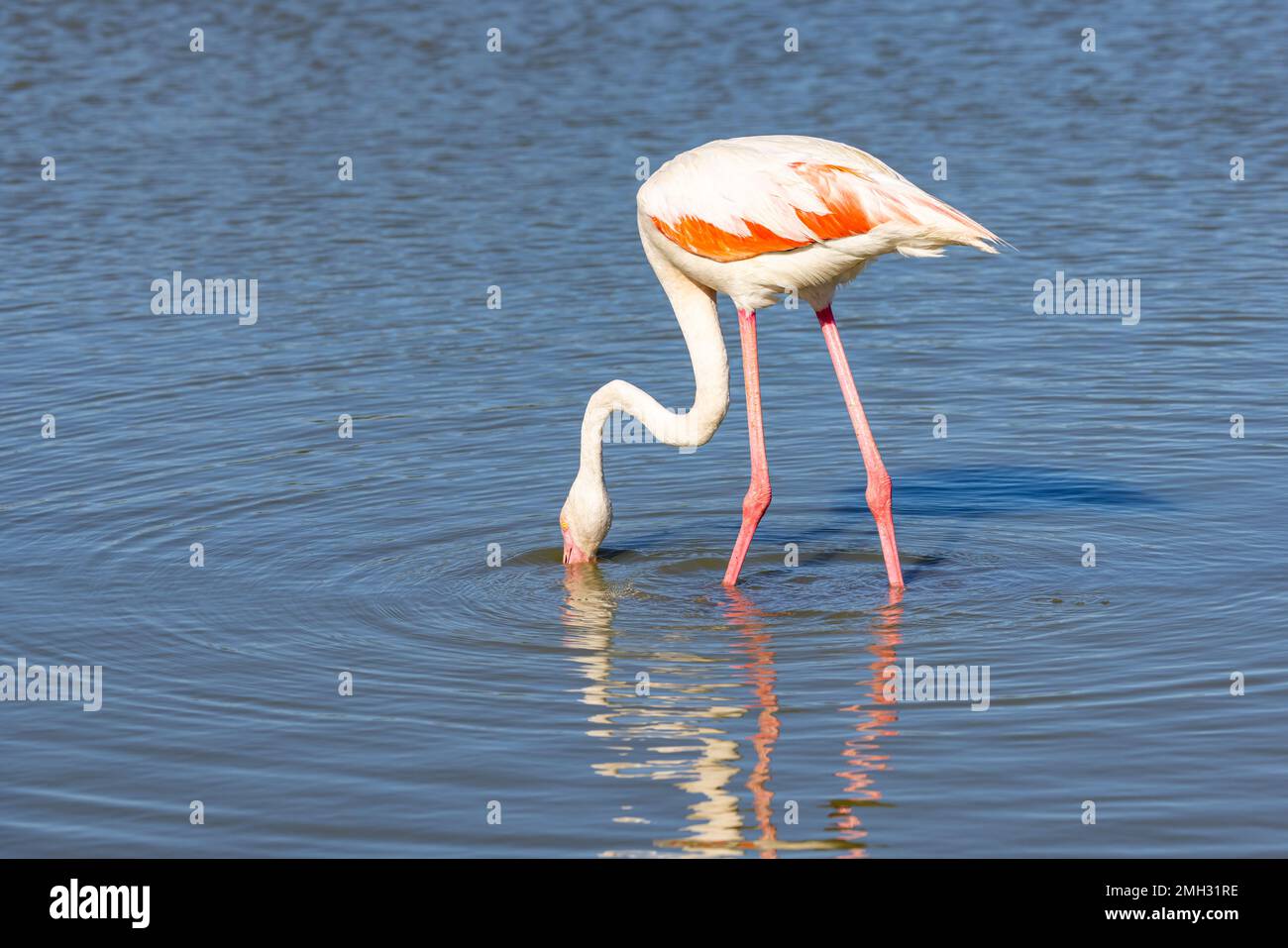 Saintes-Maries-de-la-Mer, Bouches-du-Rhône, Provence-Alpes-Côte d'Azur, France. Flamingo au Parc ornithologique de Pont de Gau. Banque D'Images