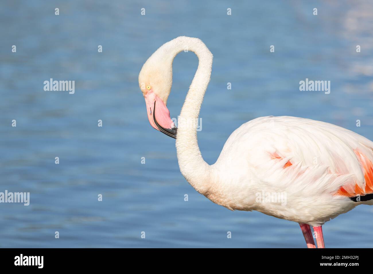 Saintes-Maries-de-la-Mer, Bouches-du-Rhône, Provence-Alpes-Côte d'Azur, France. Flamingo au Parc ornithologique de Pont de Gau. Banque D'Images