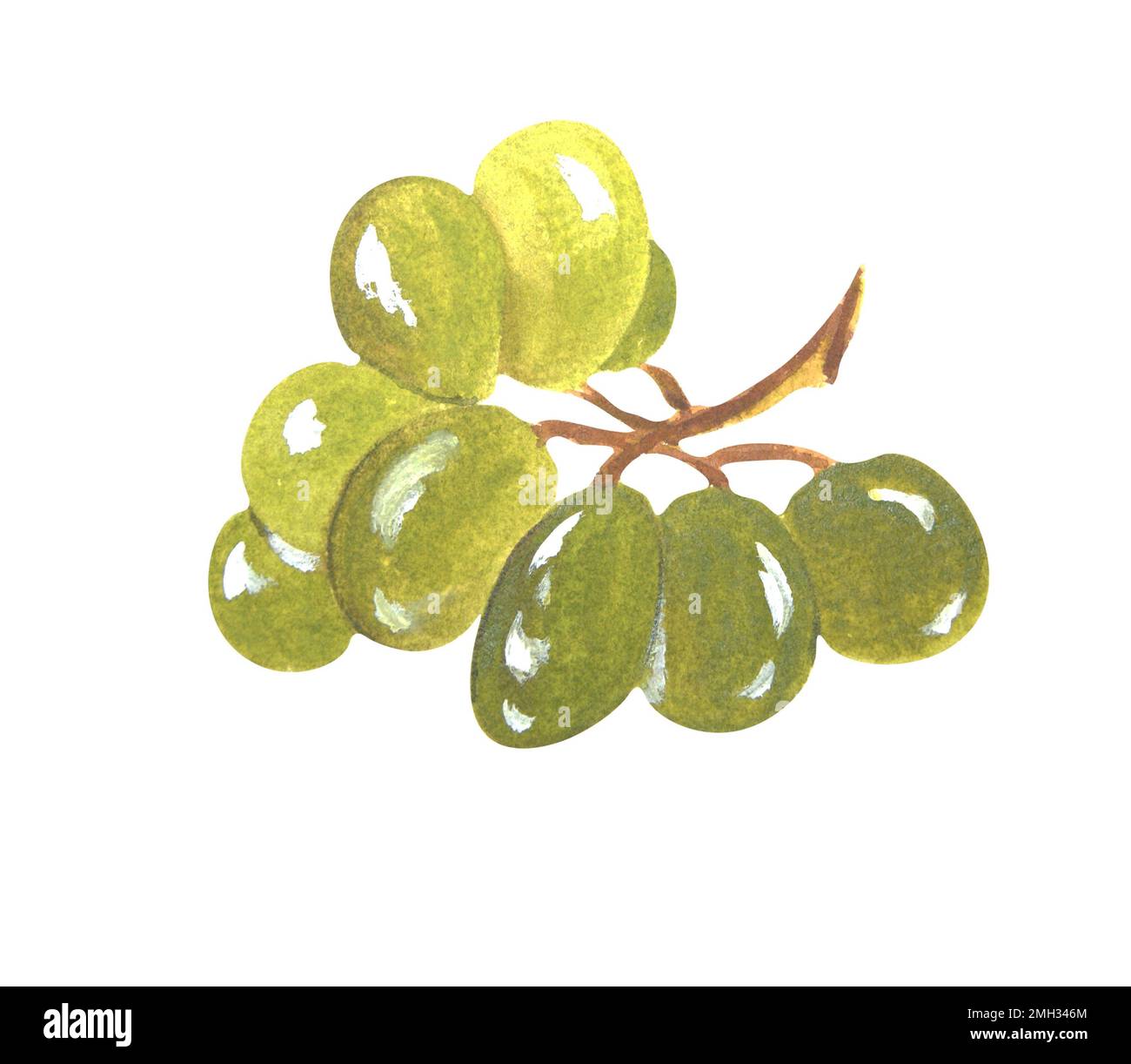 Composition aquarelle des raisins sur fond blanc. La trame peut être utilisée comme élément pour les projets, les marchandises, les cartes postales et les marques commerciales Banque D'Images