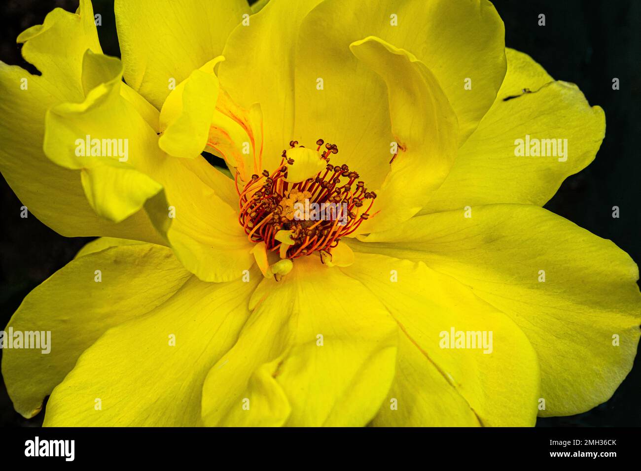 quand vous pensez à la rose, vous pensez à l'amour, au symbolisme romantique Banque D'Images