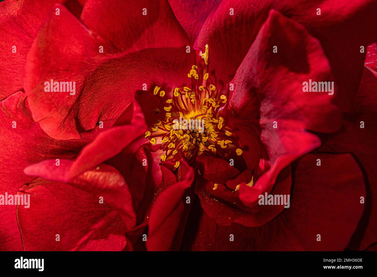 quand vous pensez à la rose, vous pensez à l'amour, au symbolisme romantique Banque D'Images