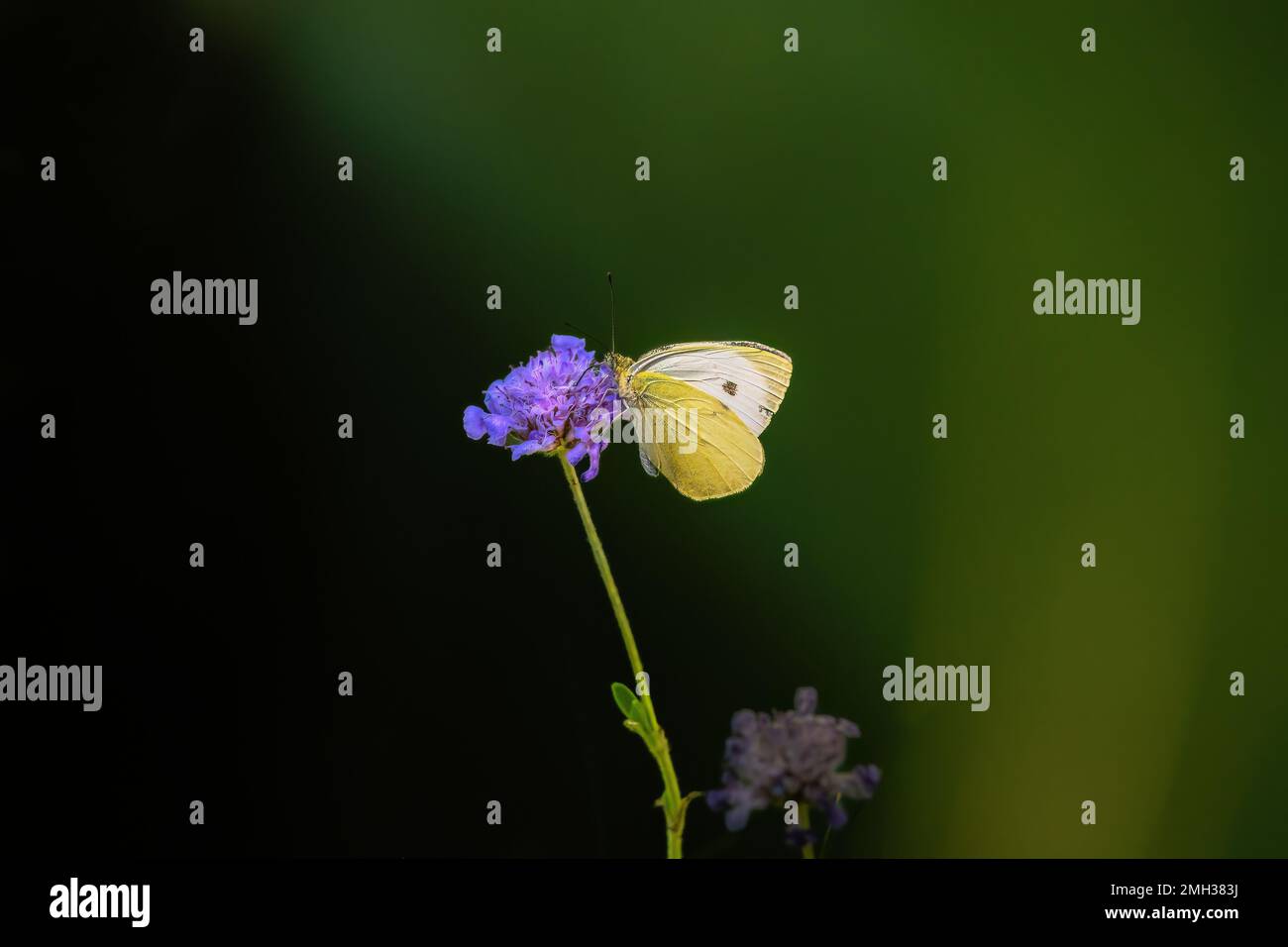 Gros papillon blanc de chou, Pieris brassicae assez commun en europe, pas en danger Banque D'Images