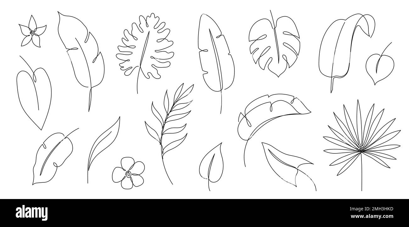 Ensemble de feuilles de palmier à contour tropique. Une ligne continue de feuilles d'arbre tropique d'art. Elément floral monstère de trait modifiable, feuillage de jungle. Illustration vectorielle isolée Illustration de Vecteur