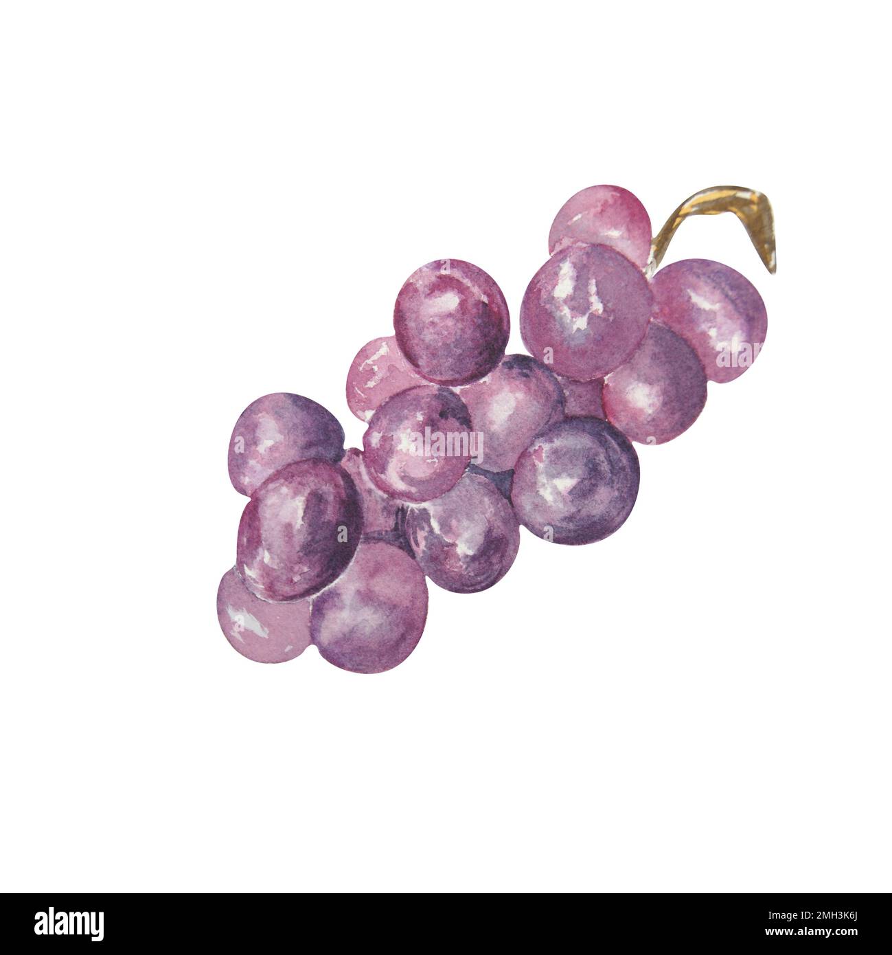 Bouquet d'aquarelles de raisins sur fond blanc. La trame peut être utilisée comme élément pour les projets, les marchandises, les cartes postales et les marques commerciales Banque D'Images