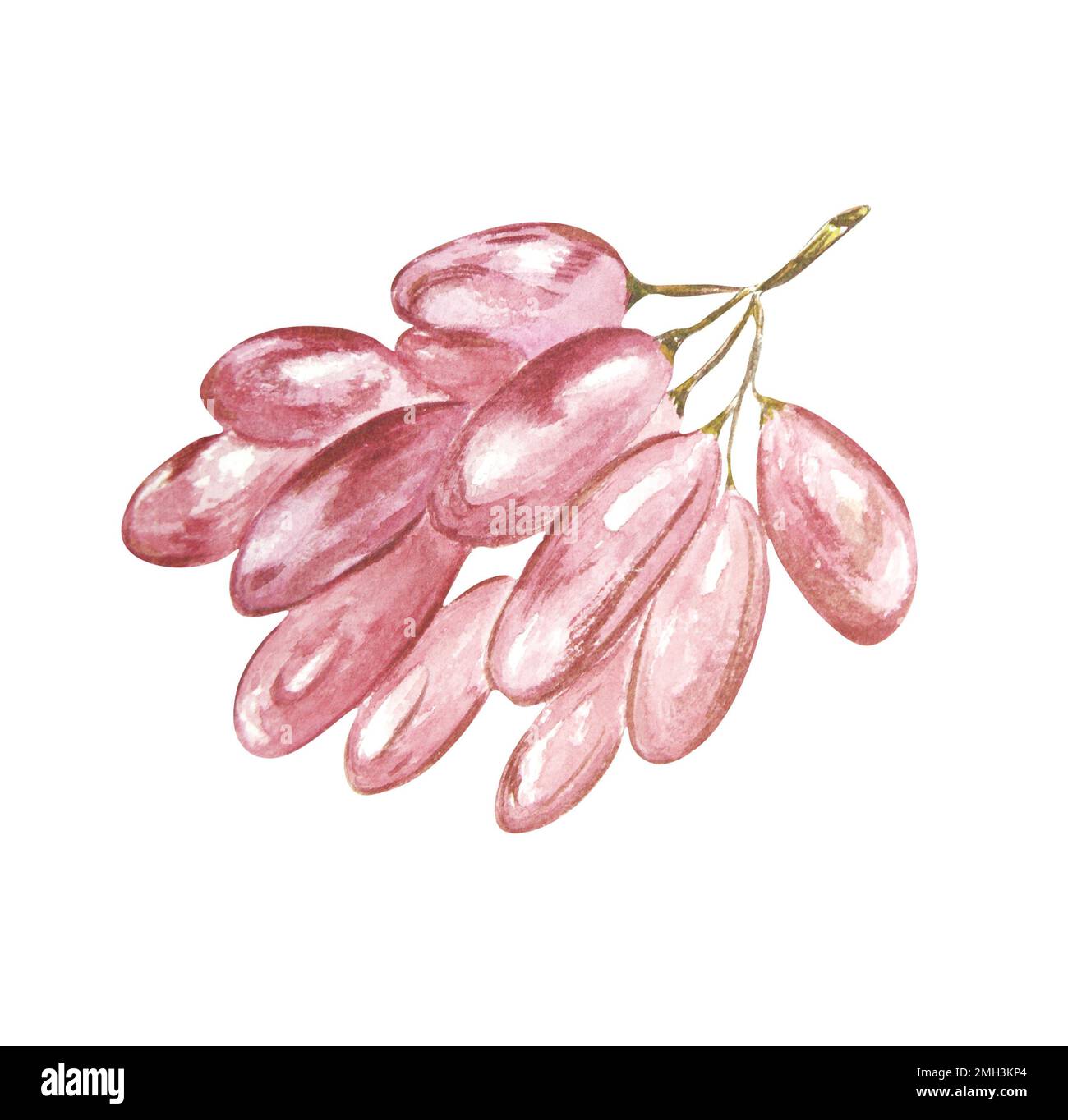 Bouquet d'aquarelles de raisins sur fond blanc. La trame peut être utilisée comme élément pour les projets, les marchandises, les cartes postales et les marques commerciales Banque D'Images