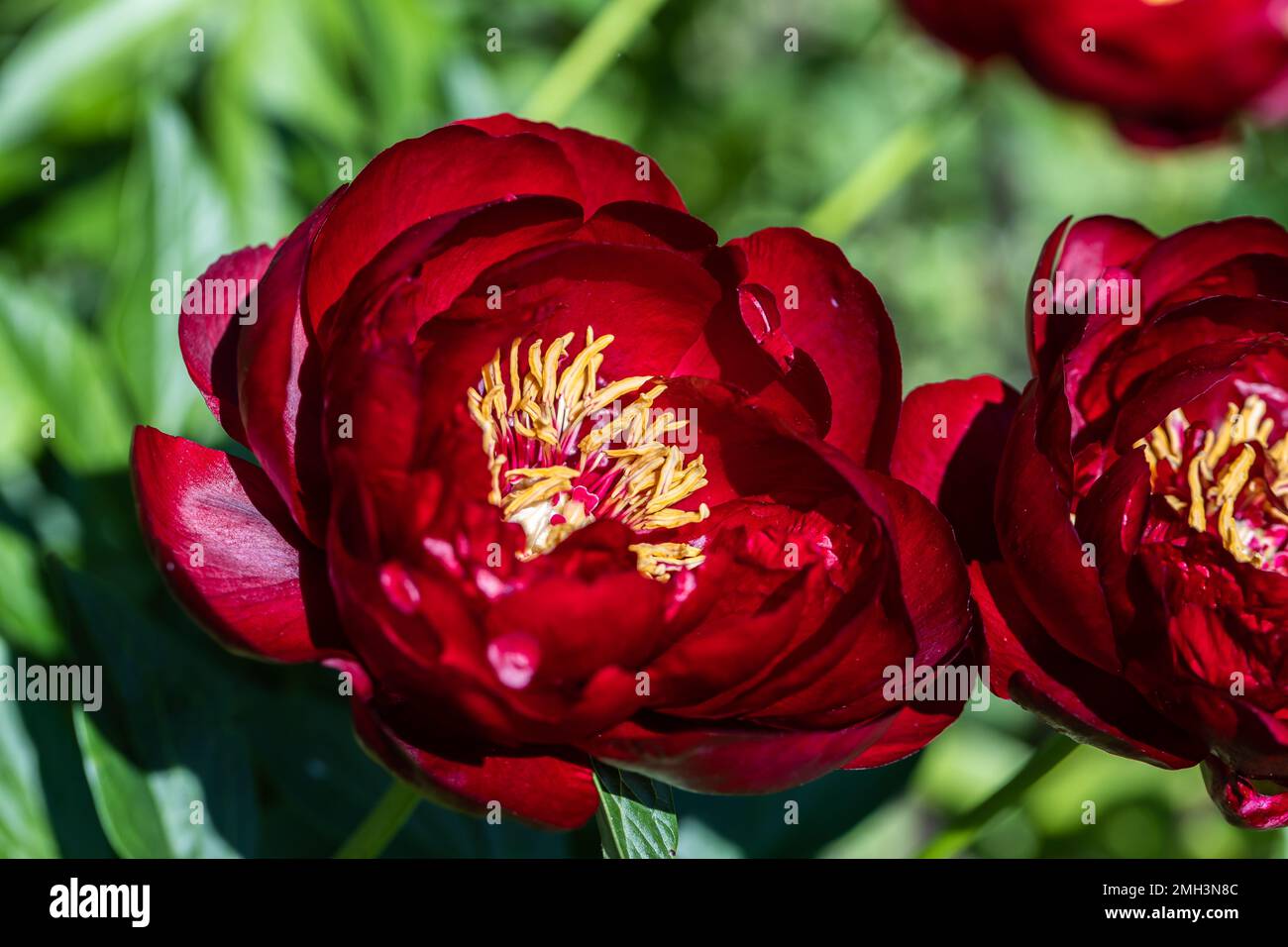 Paeonia Buckeye Belle fleurit dans le jardin. Paeonia lactiflora pivoine chinoise ou pivoine de jardin commune Banque D'Images