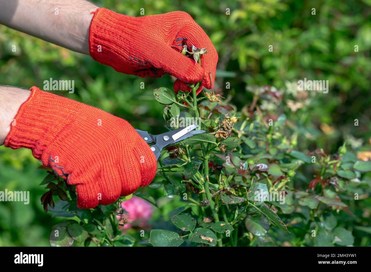 le jardinier en gants rouges fait élaguer avec des sécateurs roses fades fleurs Banque D'Images