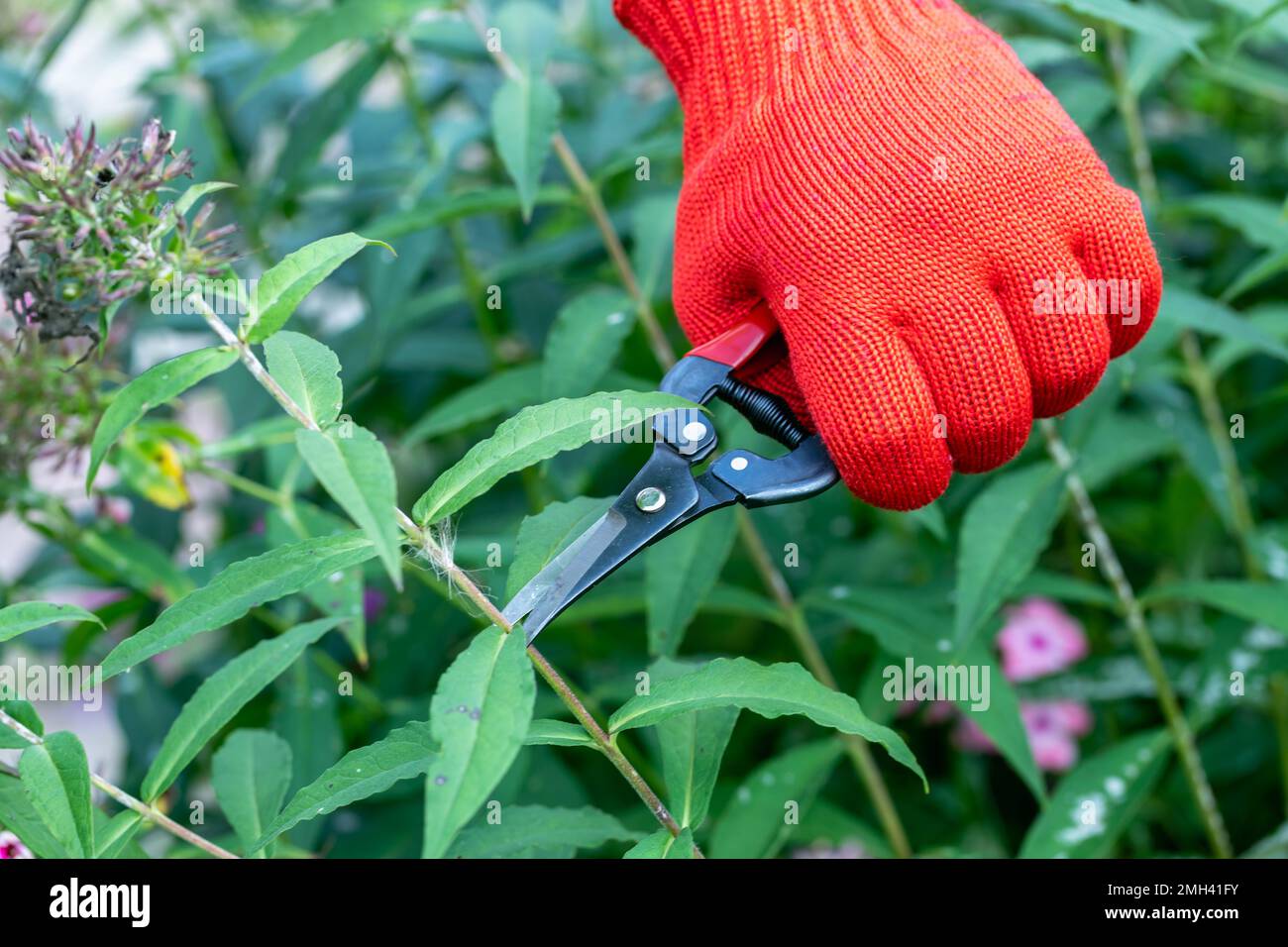 le jardinier en gants rouges fait élaguer avec des sécateurs fleurs de phlox décolorées Banque D'Images