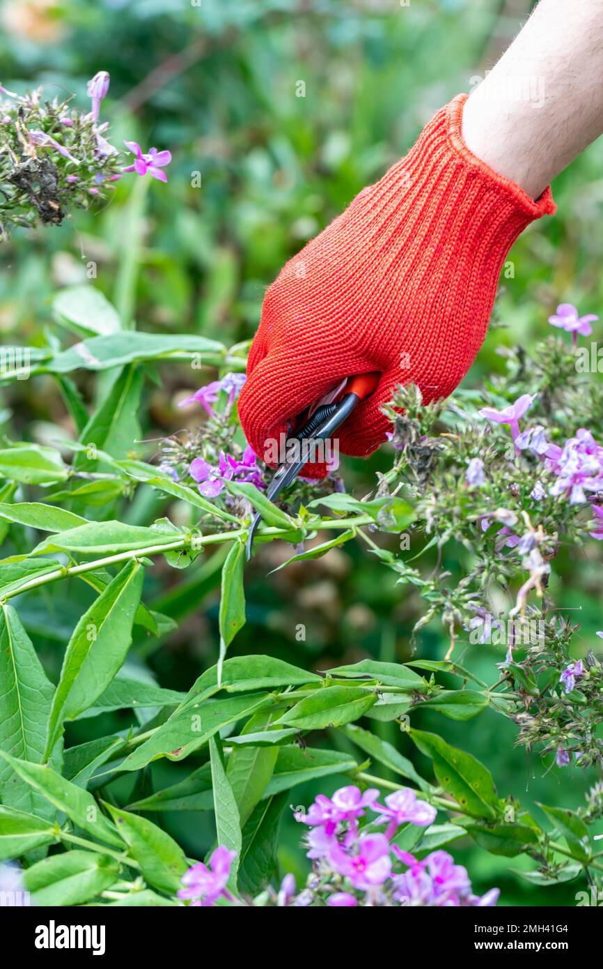 le jardinier en gants rouges fait élaguer avec des sécateurs fleurs de phlox décolorées Banque D'Images