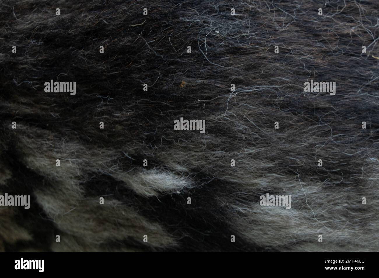 noir gris cheveux de chien pour fond, cheveux de chien, pelage de fourrure arrière-plan, laine pour fond Banque D'Images