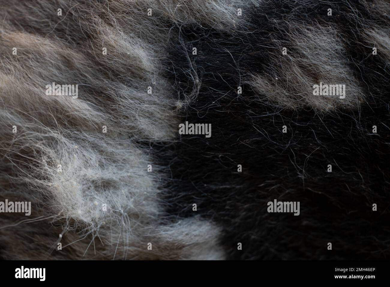 noir gris cheveux de chien pour fond, cheveux de chien, pelage de fourrure arrière-plan, laine pour fond Banque D'Images