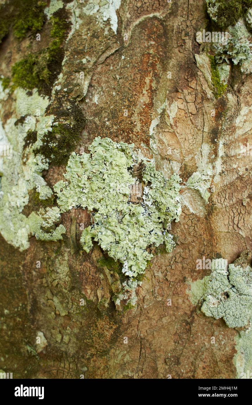 Bois de terre en mousse. Troncs d'arbre moussy. Tronc d'arbre vert mousse. Tronc d'arbre moussy au sol Banque D'Images