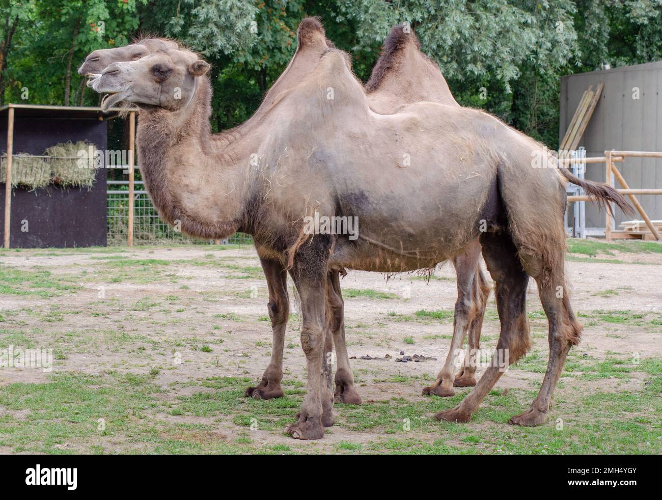 Un chameau dans le zoo Banque D'Images