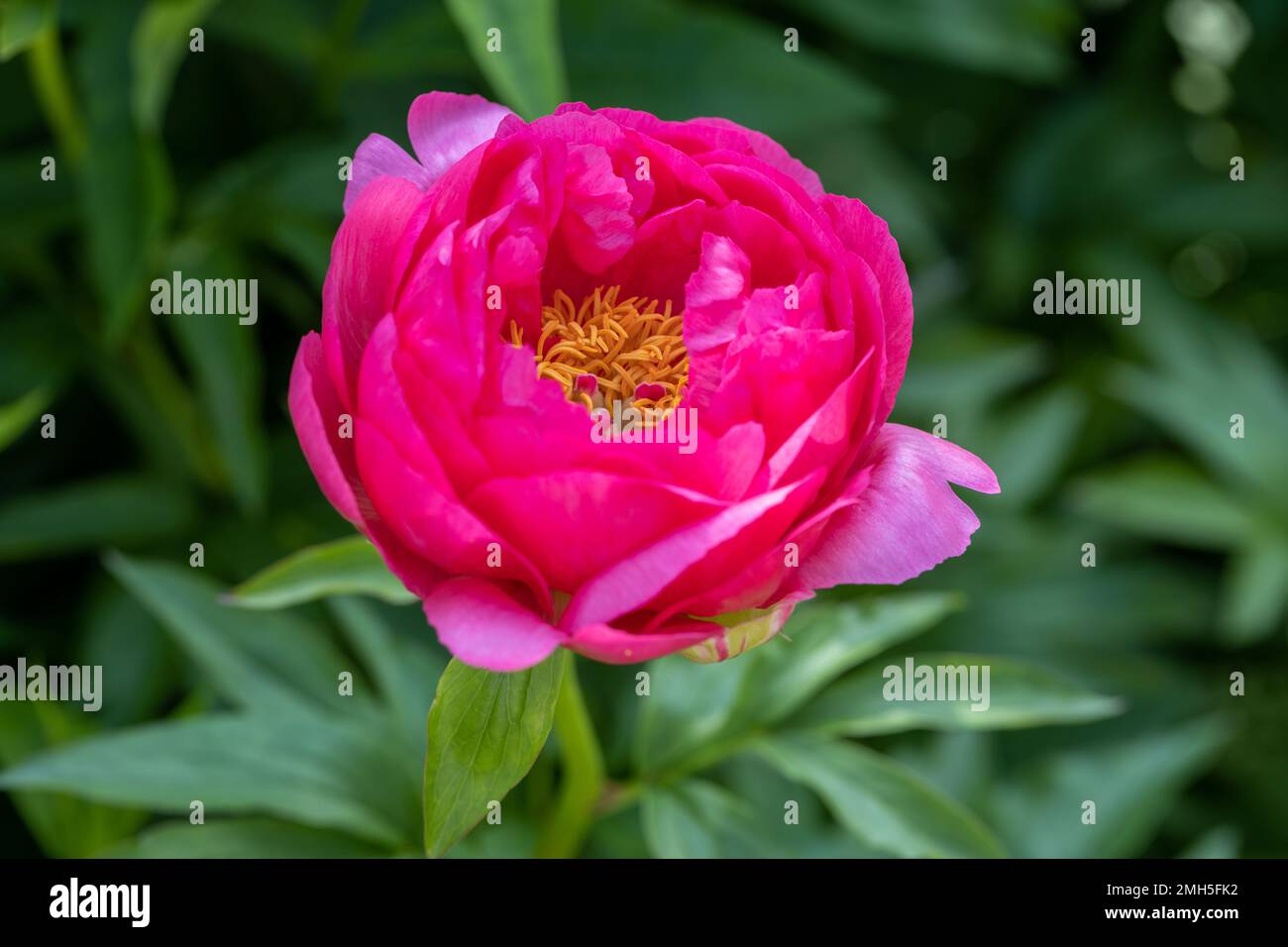 Paeonia Coral Fay plante poussant dans le jardin. Paeonia officinalis Banque D'Images