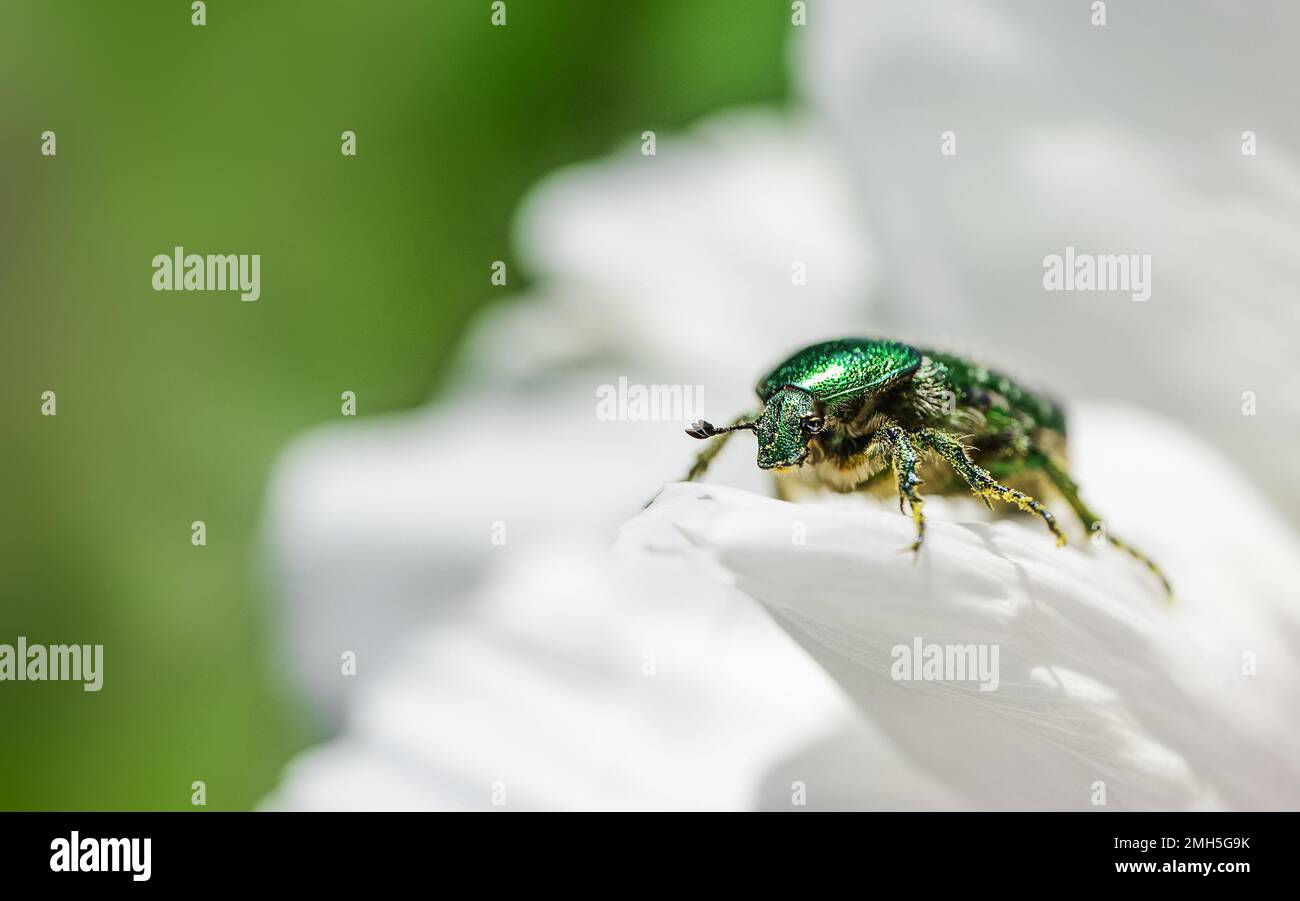 Cetonia aurata coléoptère doré sur la fleur blanche des pivoines. Banque D'Images