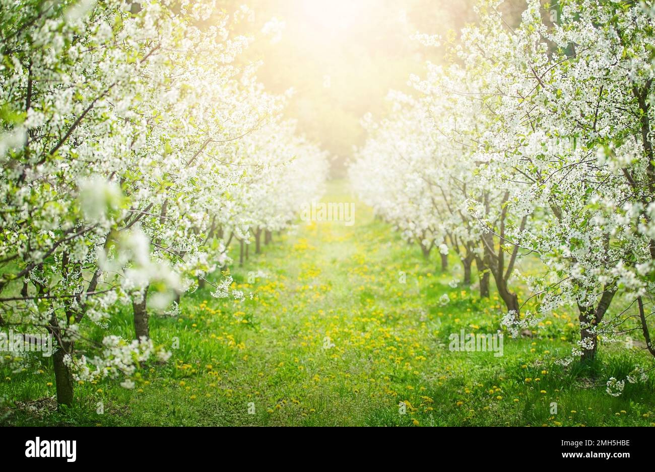 Les pommiers fleurissent des arbres dans le soleil du printemps sur fond de lumière du soleil. Concept de la nature Banque D'Images