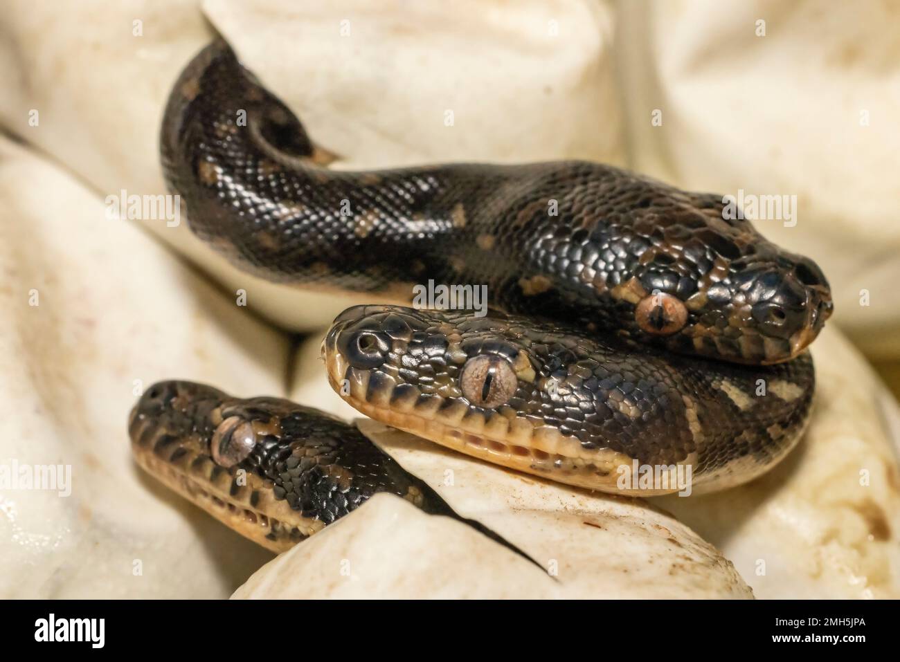 Pythons de diamant australien qui crèmphent de l'œuf Banque D'Images