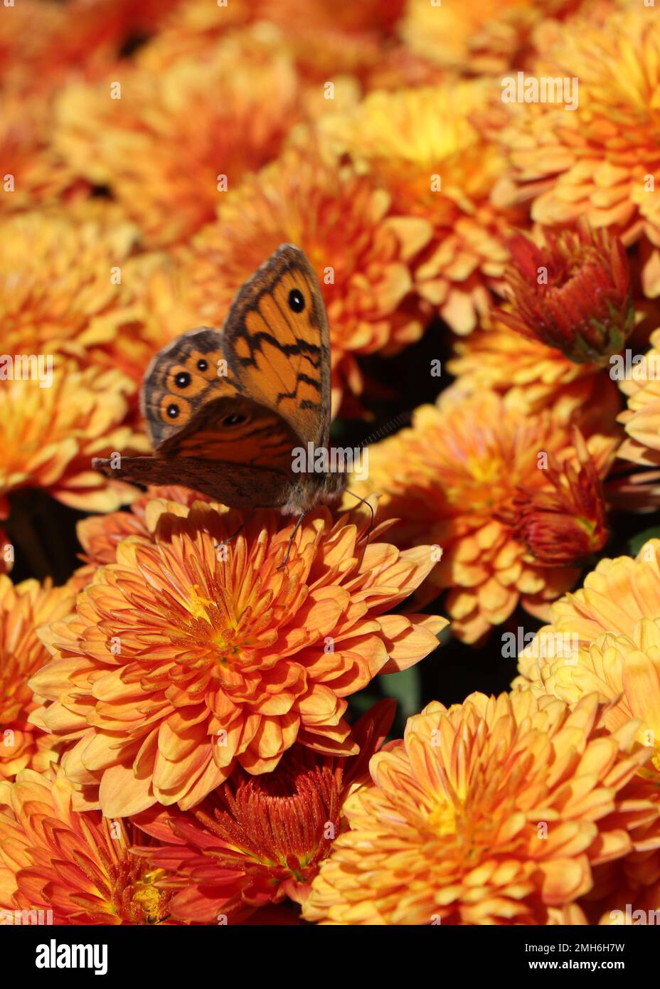 Pot avec chrysanthème orange. Décorations automnales extérieures. Maman épicée de jardin d'orange Banque D'Images