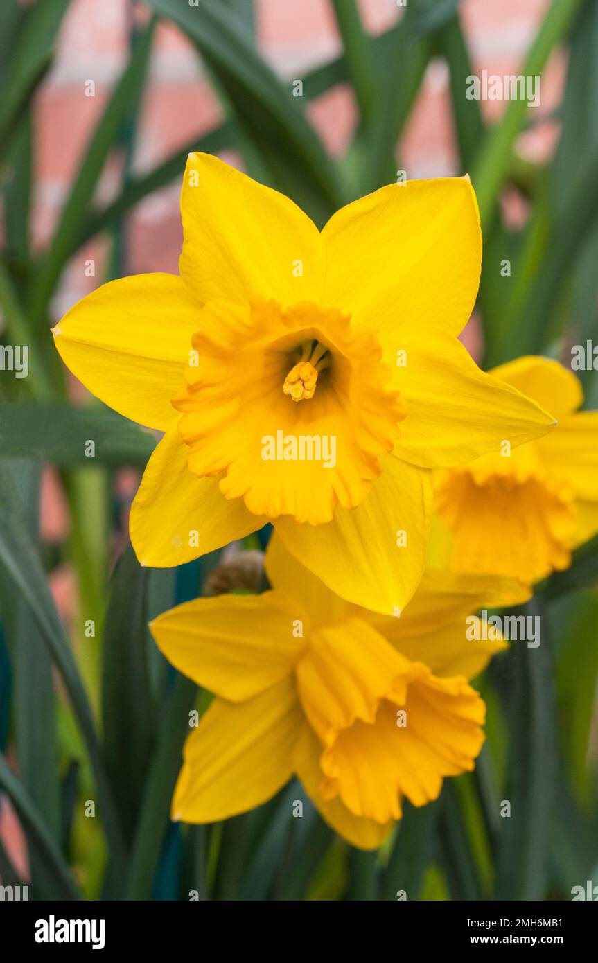 Gros plan du groupe de Narcisse Obvallaris ou Tenby Daffodil au printemps, Narcisse Obvallaris est une espèce sauvage de division 10 daffodil et est entièrement résistante Banque D'Images