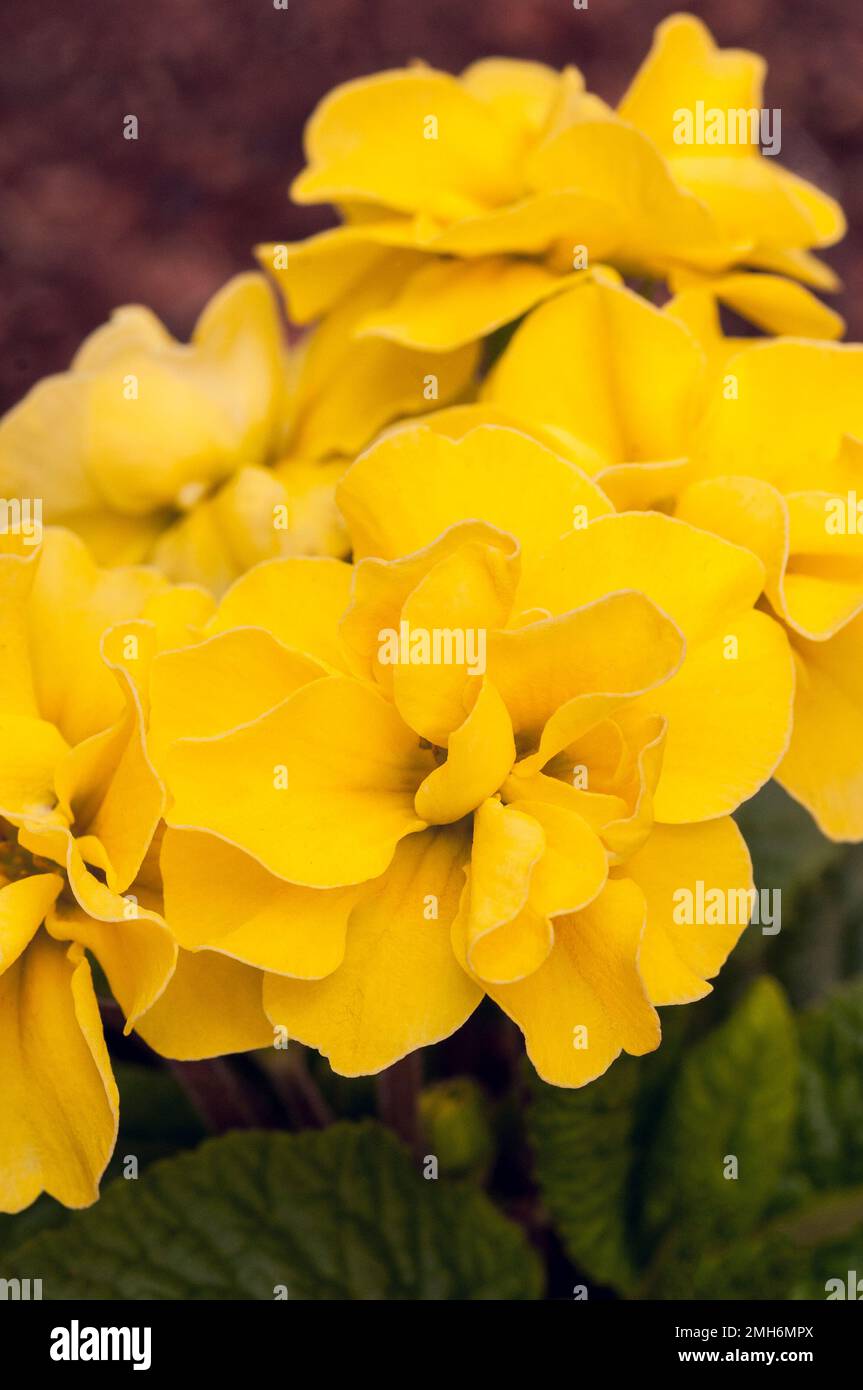 Gros plan de fleurs sur Primula Rubens Yellow. Un primulaceae à double floraison, qui fleurit du début au fin du printemps, est semi-vert et entièrement robuste. Banque D'Images