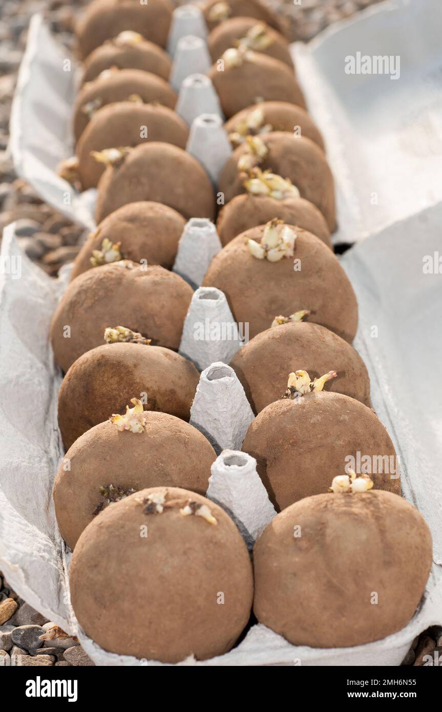 Les pommes de terre de semence sont mises en boîte dans des cartons d'œufs à la fin de l'hiver et au début du printemps, prêtes à être plantées au printemps Banque D'Images