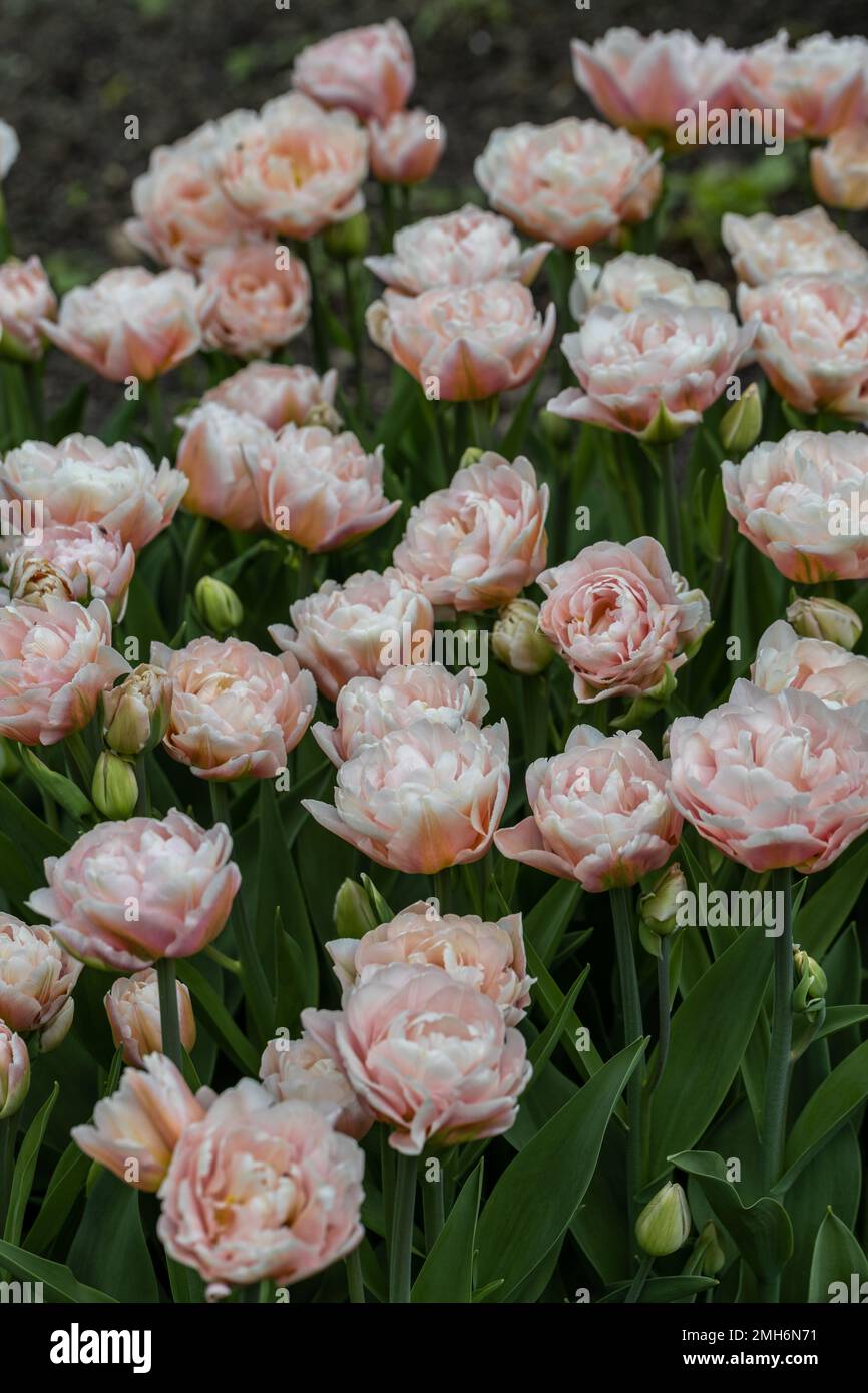 tulipes en terry légèrement roses dans le jardin Banque D'Images