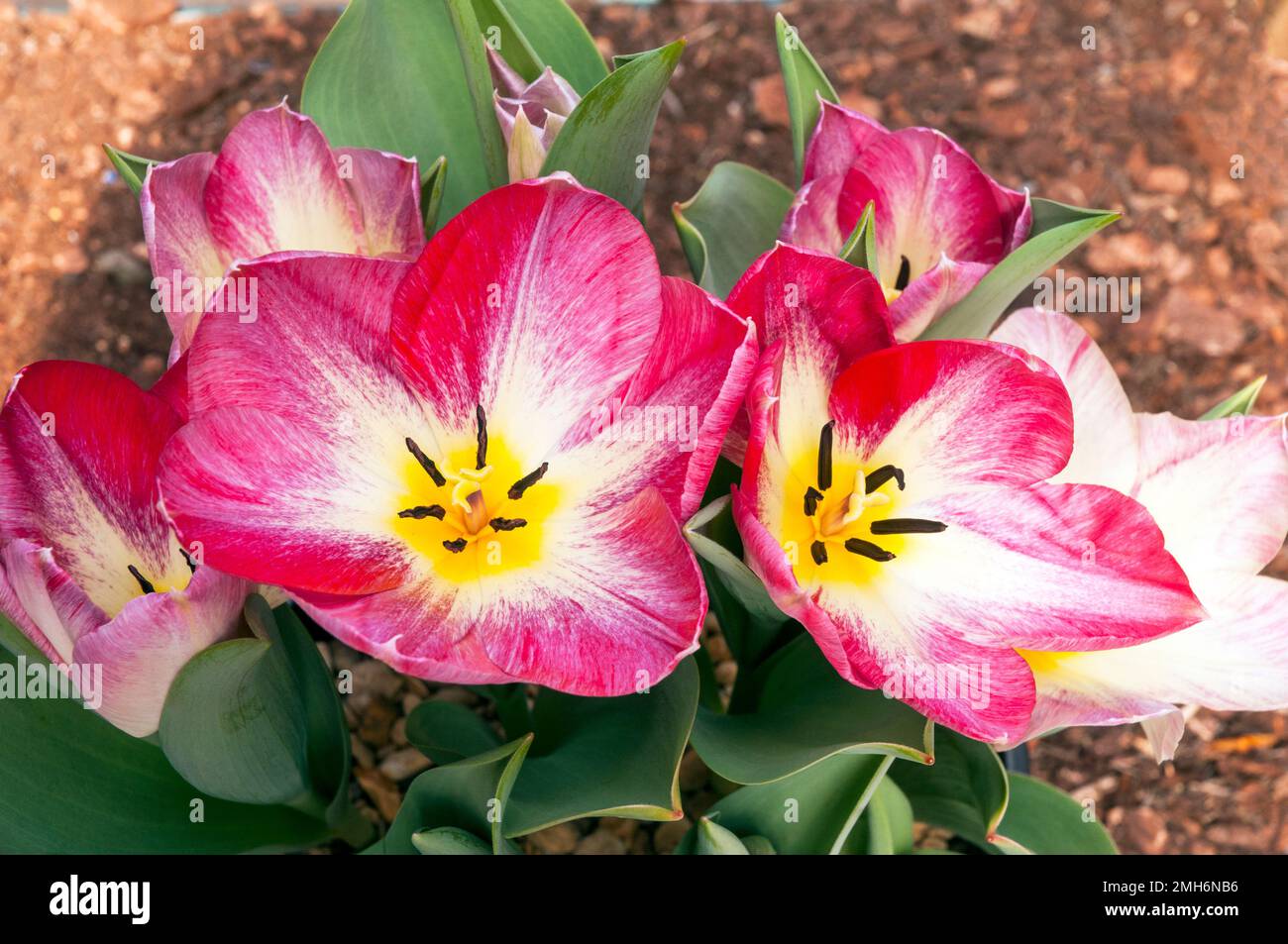 Gros plan de tulipa Flaming Purissima une tulipe rose et blanche à fleurs du début du printemps appartenant au groupe de tulipes Fosteriana Division 13 Banque D'Images