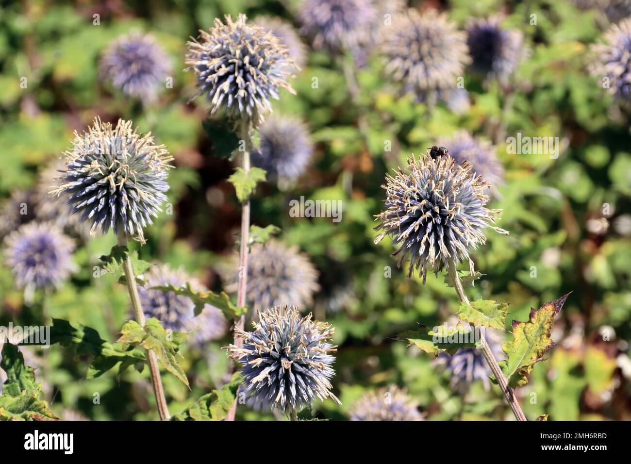 Sibirischer Lauch (Allium nutans) im Botanischen Garten, Nordrhein-Westfalen, Deutschland, Bonn Banque D'Images