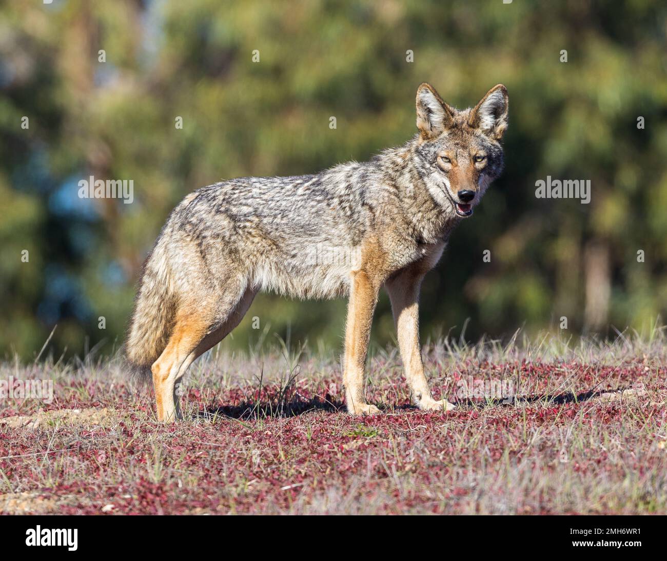 Alerte Coyote regardant la caméra. Réserve d'Arastradero, Californie, États-Unis. Banque D'Images