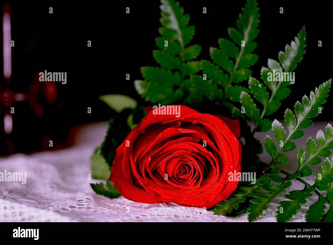 Gros plan de la rose rouge. Fleur de rose rouge en dentelle blanche faite à la main. Banque D'Images