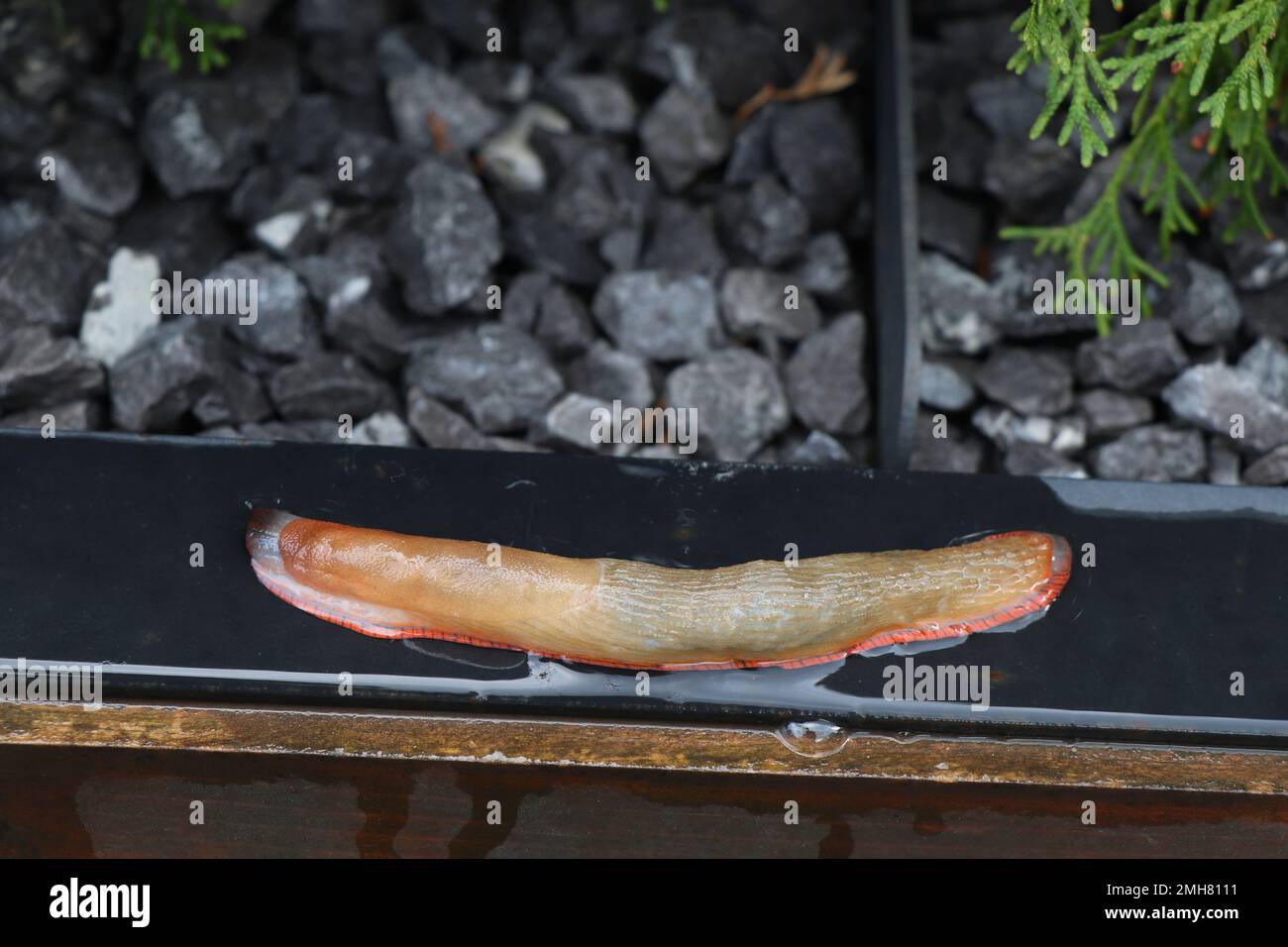 Grand taug terrestre ou mollusque de gastropodes terrestres sans coquille haute résolution Banque D'Images