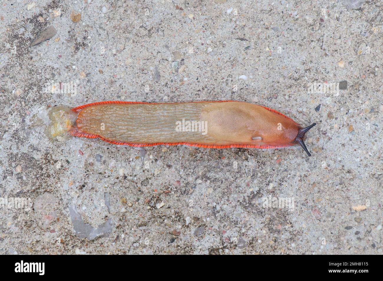 Grand taug terrestre ou mollusque de gastropodes terrestres sans coquille haute résolution Banque D'Images