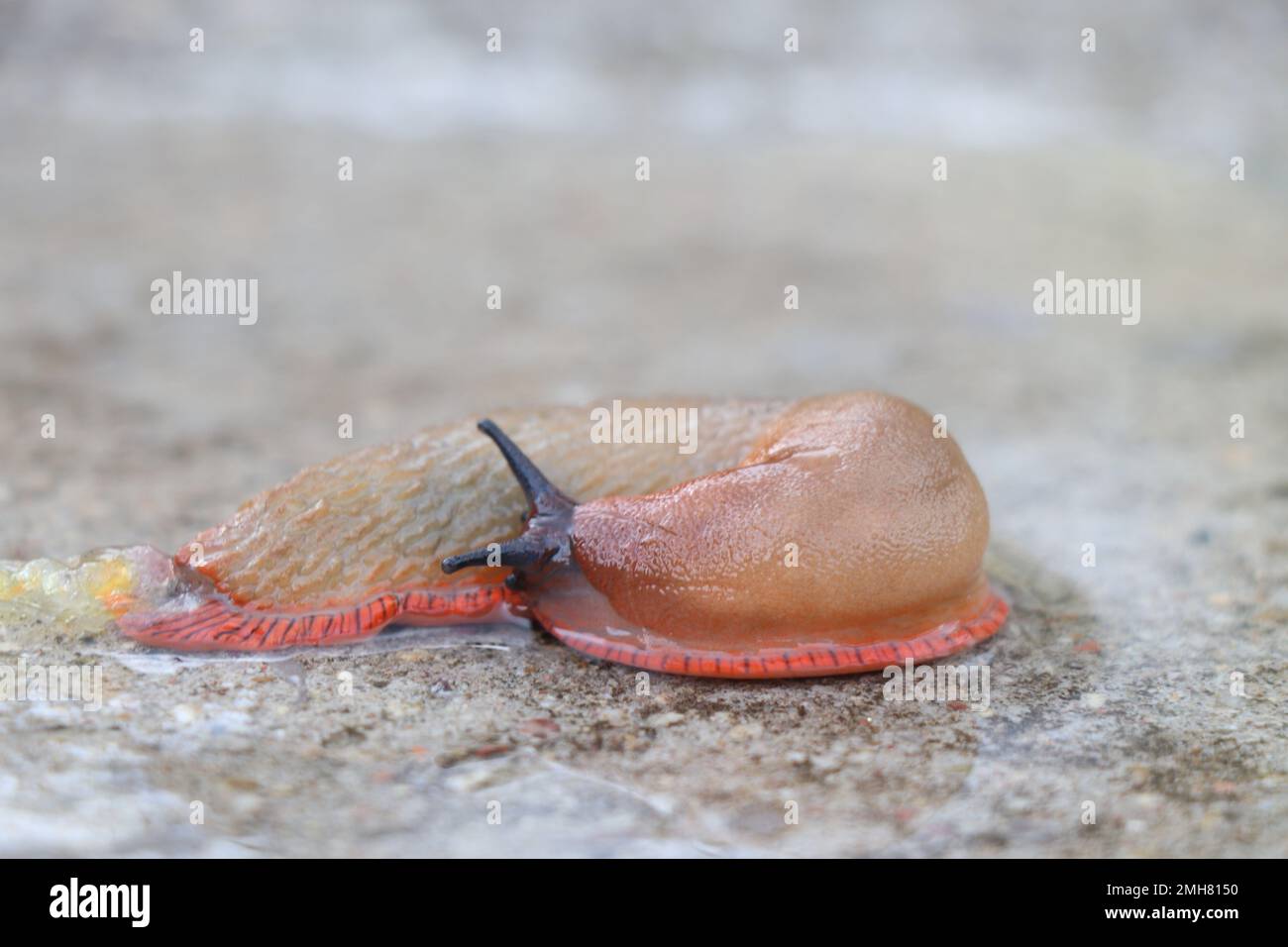 Grand taug terrestre ou mollusque de gastropodes terrestres sans coquille haute résolution Banque D'Images