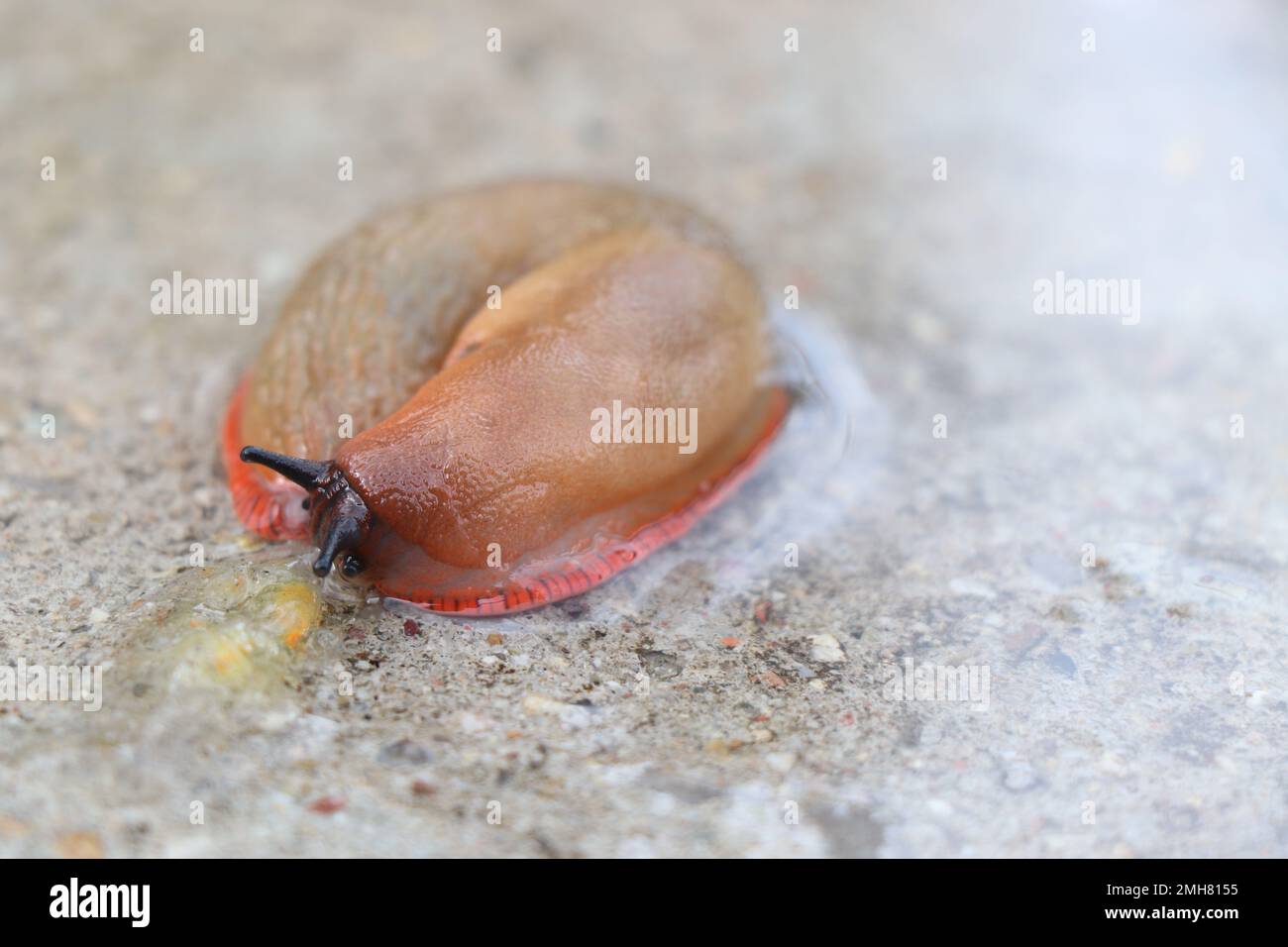 Grand taug terrestre ou mollusque de gastropodes terrestres sans coquille haute résolution Banque D'Images